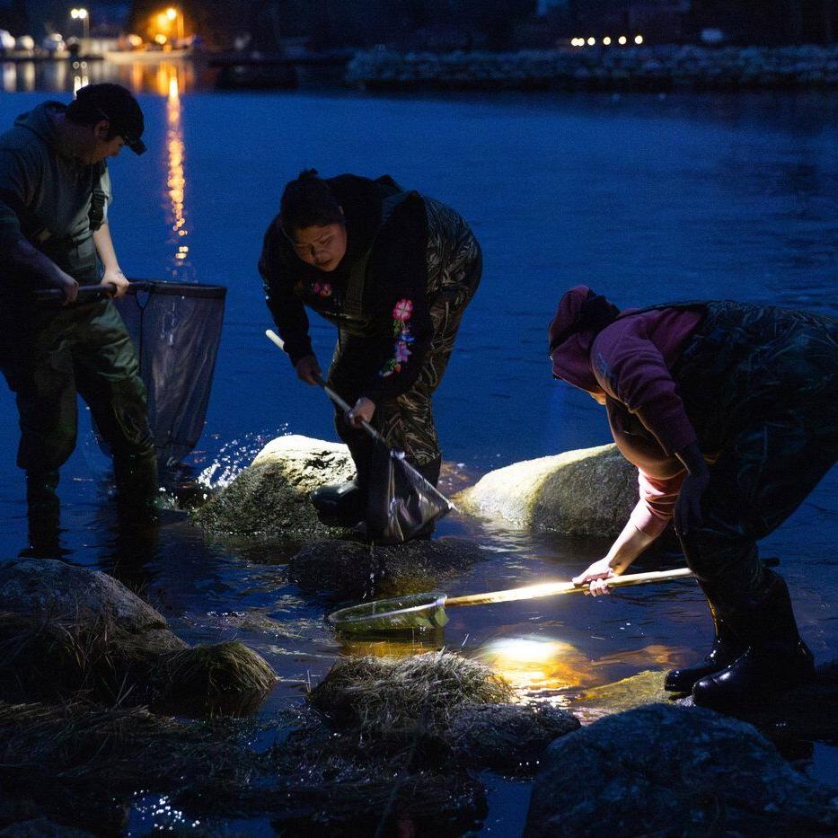 Baby eel fisher calls for enforcement against illegal harvesting on N.S. river